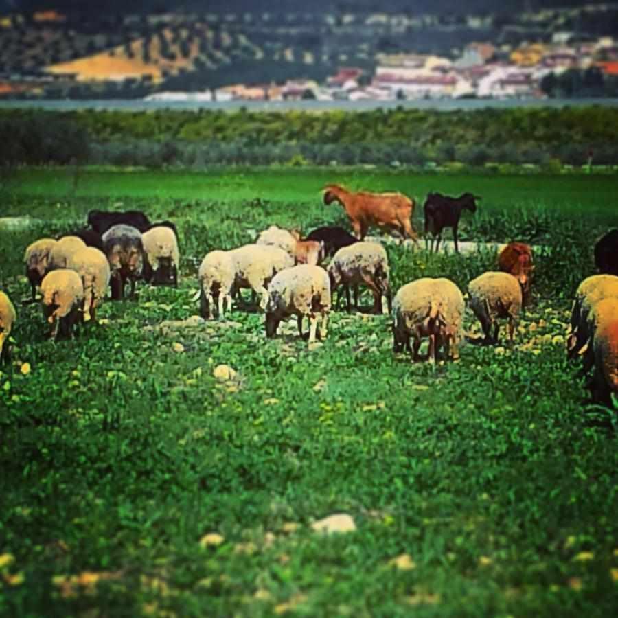 Alojamiento El Cortijuelo Villa Escoznar Bagian luar foto